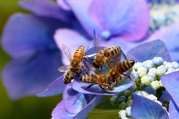 Umweltschutz tut auch den Bienen gut.